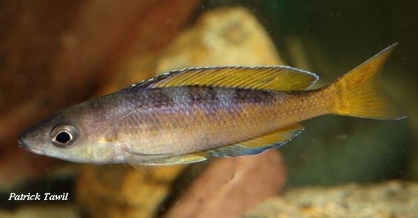 Cyprichromis sp. 'leptosoma jumbo' Tembwe (Deux)